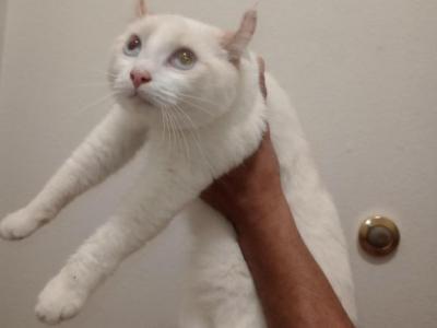 Dylvana - Maine Coon - Gallery Photo #1