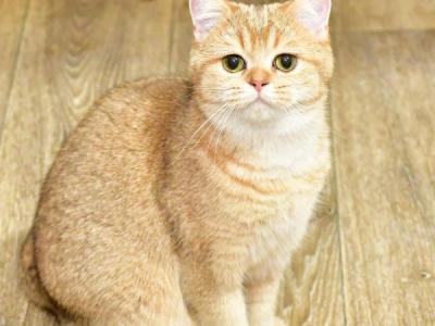 Rebecca - British Shorthair - Gallery Photo #1
