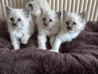 Luna - Ragdoll - Gallery Photo #1