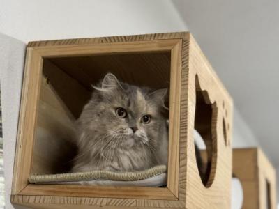 Big Flower - Scottish Straight - Gallery Photo #1