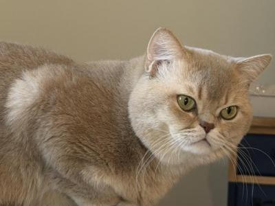 Lilac Golden Pavel - British Shorthair - Gallery Photo #1