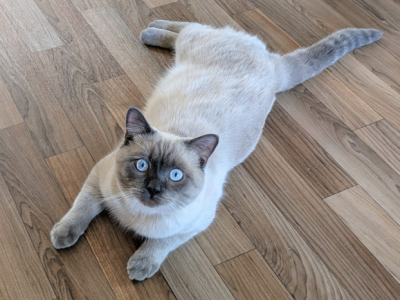 Steel Blu - Ragdoll - Gallery Photo #1