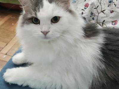 Angela The BEST Kitten - Siberian - Gallery Photo #1