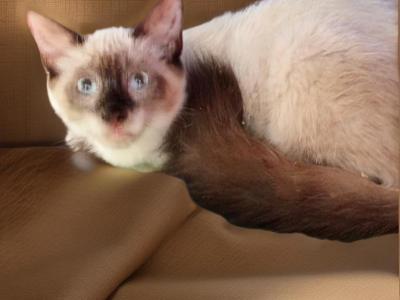 Sealpoint Himi Boy - Himalayan - Gallery Photo #1