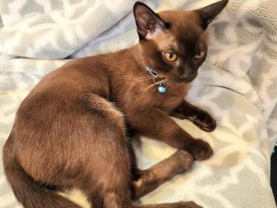 Amaryllis Charisma Easter - European Burmese - Gallery Photo #1