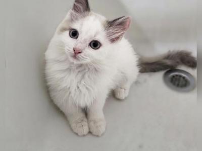 Izzy - Ragdoll - Gallery Photo #1
