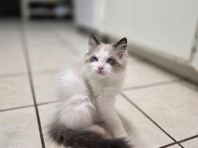 Christophe - Ragdoll - Gallery Photo #1