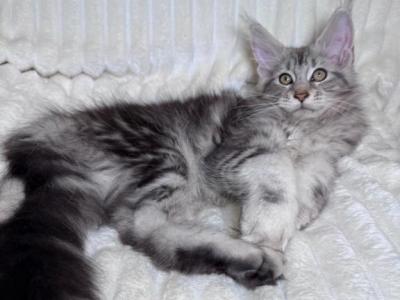 Darius - Maine Coon - Gallery Photo #1