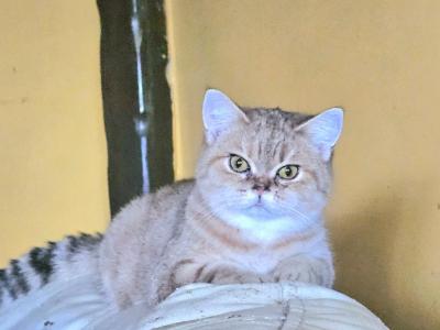 Veronica - British Shorthair - Gallery Photo #1