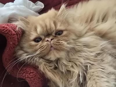 Athena - Persian - Gallery Photo #1