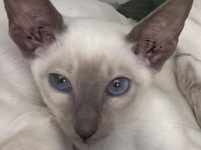 Tilsir - Siamese - Gallery Photo #1