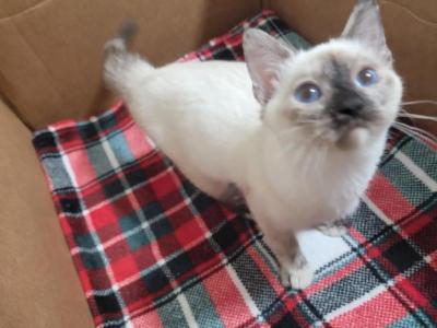 Missy - Siamese - Gallery Photo #1