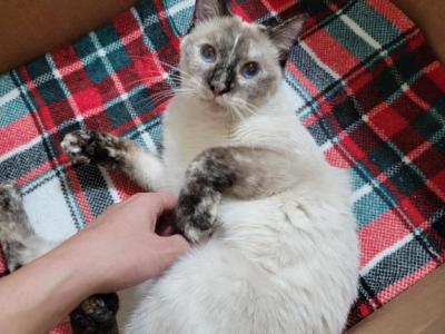 Holly - Siamese - Gallery Photo #1