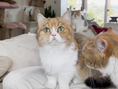 Golden Tricolor Munchkin - Munchkin - Gallery Photo #1