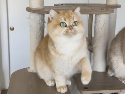 Amazing - British Shorthair - Gallery Photo #1