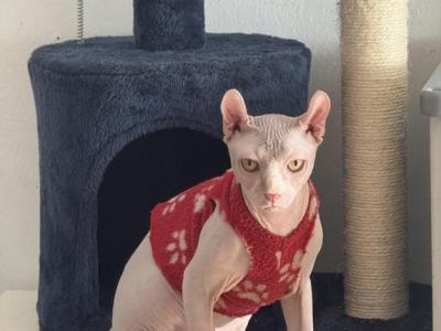 ELF Male Cat - Sphynx - Gallery Photo #1