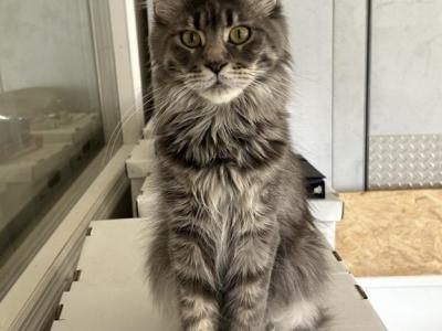 Lylah - Maine Coon - Gallery Photo #1