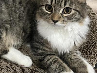 Lola - American Longhair - Gallery Photo #1