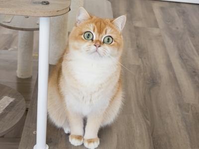 Darling - British Shorthair - Gallery Photo #1