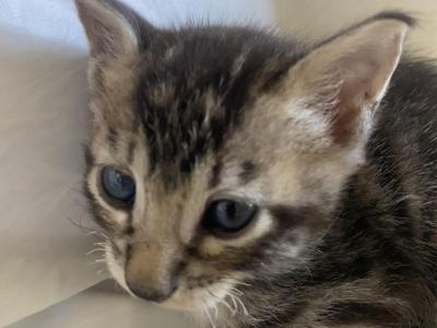 F 6 SAVANNAH Whizzle's Litter - Savannah - Gallery Photo #1