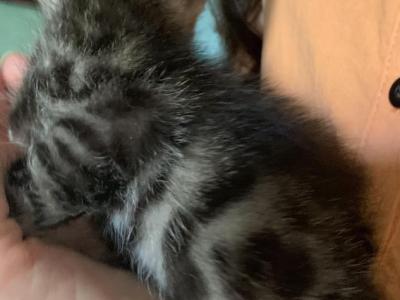 F 6 SAVANNAH Whizzles Litter - Savannah - Gallery Photo #1