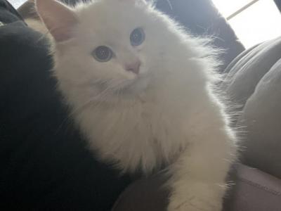 Luna - Siberian - Gallery Photo #1