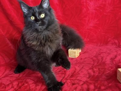 Valentines Day  Special - Maine Coon - Gallery Photo #1