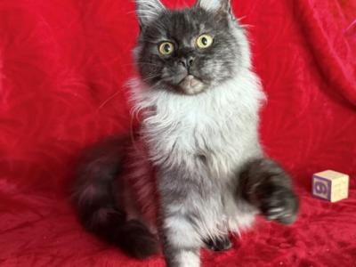 Black Smoke Girl - Maine Coon - Gallery Photo #1