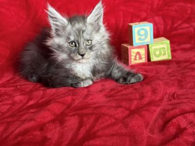 Black Smoke Boy - Maine Coon - Gallery Photo #1