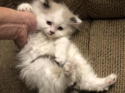 SUGAR PLUM - Ragdoll - Gallery Photo #1