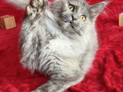 Blue Beauties - Maine Coon - Gallery Photo #1