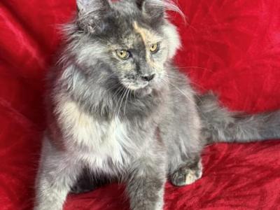 Lilac - Maine Coon - Gallery Photo #1
