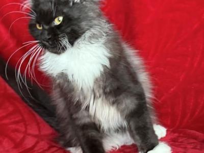 Valentines Day Sale - Maine Coon - Gallery Photo #1