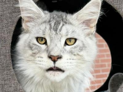 Polydactyl Silver Ticket Sire Services - Maine Coon - Gallery Photo #1