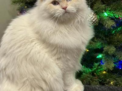 Coconut - Scottish Straight - Gallery Photo #1