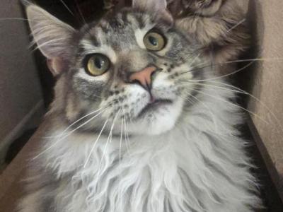 Maverick - Maine Coon - Gallery Photo #1