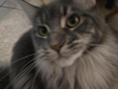 Nova - Maine Coon - Gallery Photo #1