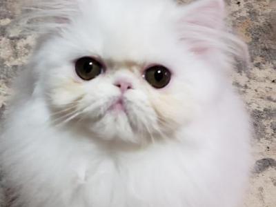 Arabella - Persian - Gallery Photo #1
