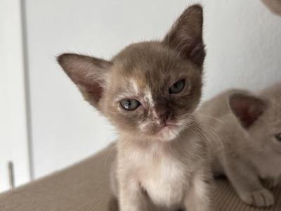Rosie - Burmese - Gallery Photo #1