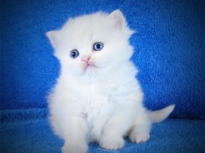 Fluffy Scottish - Scottish Straight - Gallery Photo #1