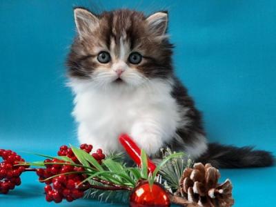 Yulian Scottish - Scottish Straight - Gallery Photo #1