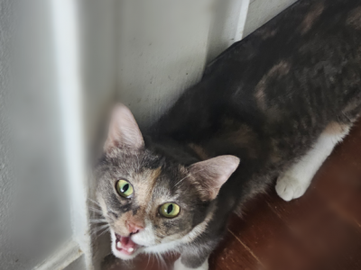 Loki - Domestic - Gallery Photo #1