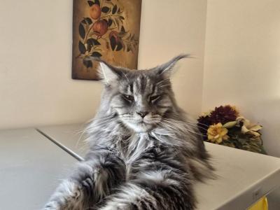 Linnie - Maine Coon - Gallery Photo #1