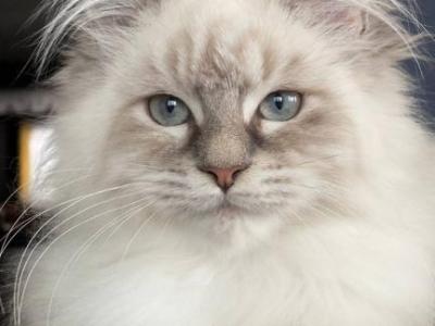 Litter J - Maine Coon - Gallery Photo #1