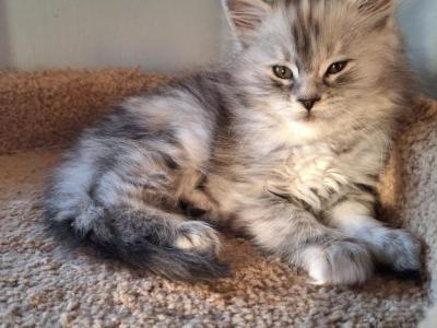 Silver Tortie - Maine Coon - Gallery Photo #1