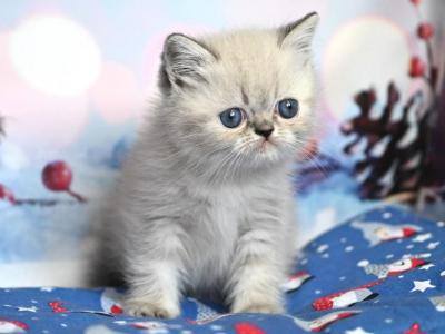 Fred - Exotic - Gallery Photo #1