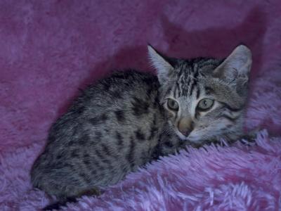 F 6 SAVANNAH KITTEN - Savannah - Gallery Photo #1