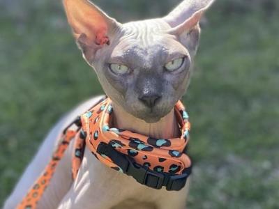 Bruce - Sphynx - Gallery Photo #1