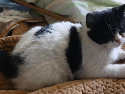 Female - Exotic - Gallery Photo #1