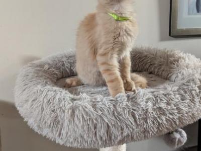 Yuliy - Maine Coon - Gallery Photo #1